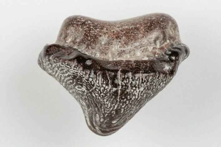 Fossil Crusher Shark (Ptychodus) Tooth - Kansas #203325